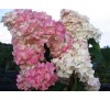 Гортензия Пинк Леди (Pink Lady) С 2,5;  3 года